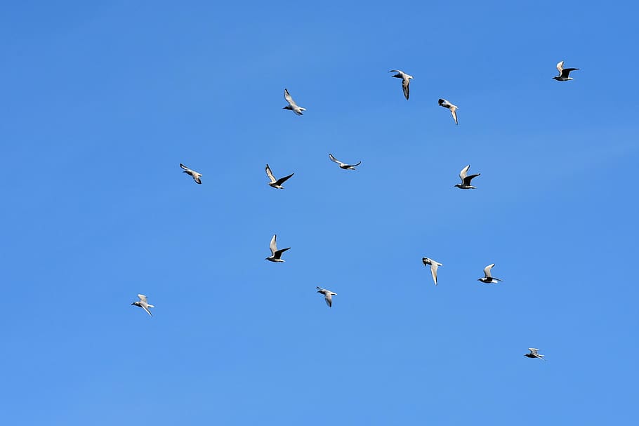 HD wallpaper: gulls, swarm, birds, blue sky, sun, animals, flock of ...