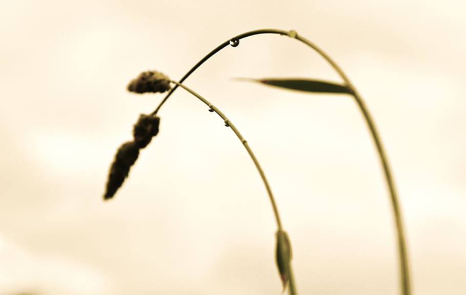 straw, bow, droplet, two, pair, sorrow, love, plant, close-up HD wallpaper
