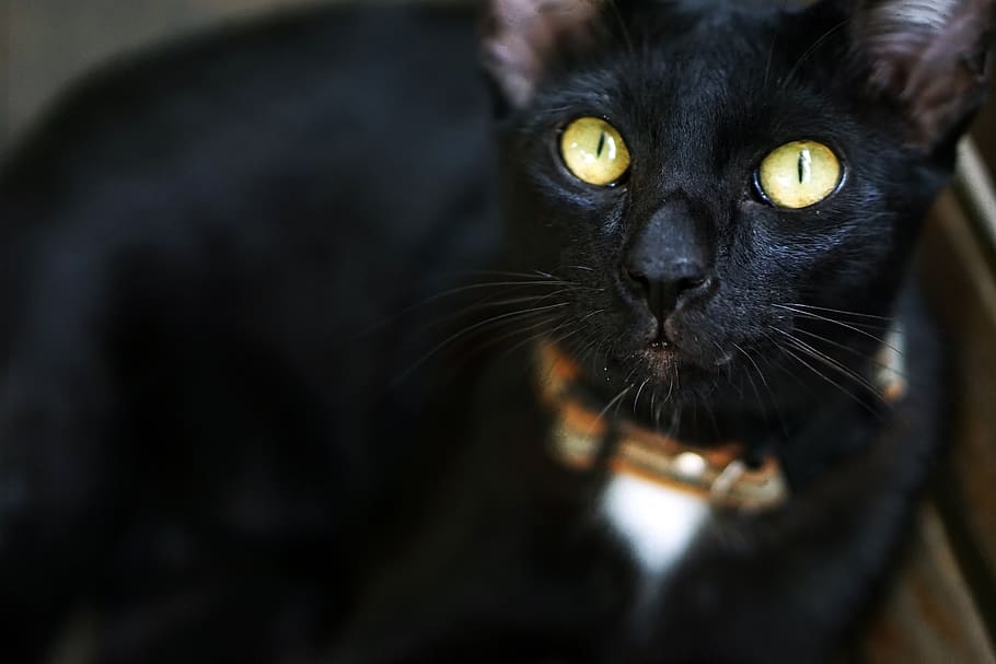Черная кошка первый