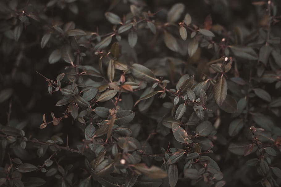 gray-leafed plant, no people, plant part, nature, close-up, beauty in nature HD wallpaper