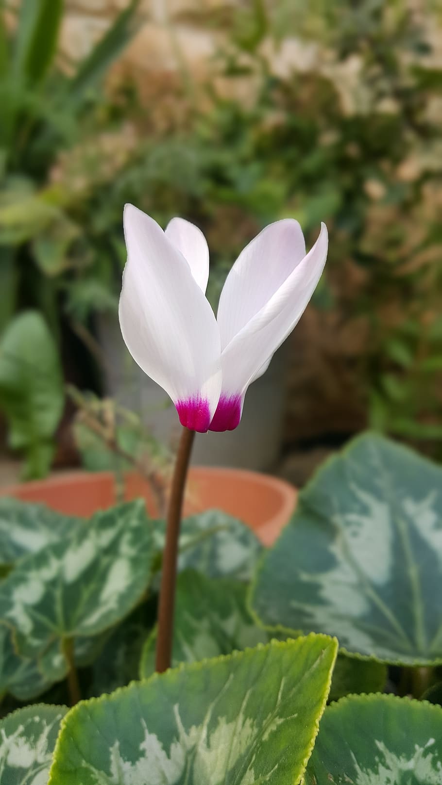 flower, winter, white, green, purple, plant, growth, leaf, plant part HD wallpaper