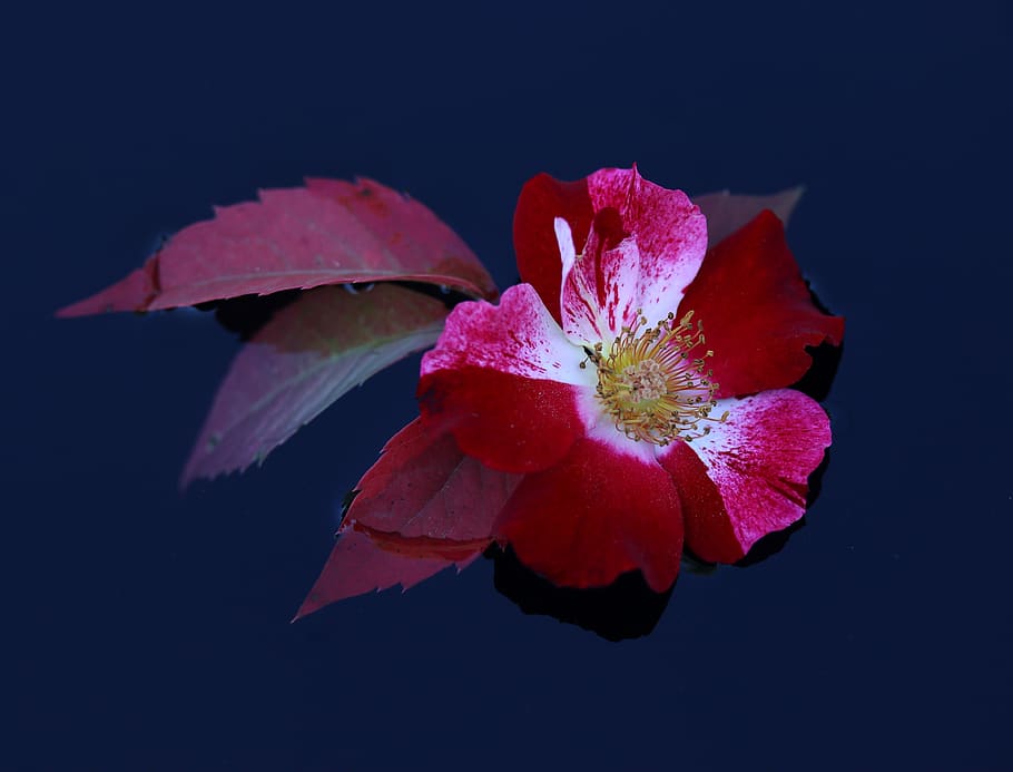 rose, flower, red, white, water, waterline, freshness, flowering plant HD wallpaper