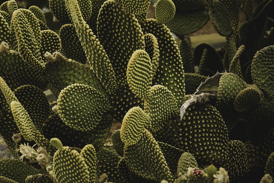 green plants, cactus, flora, durian, produce, fruit, food, greece HD wallpaper