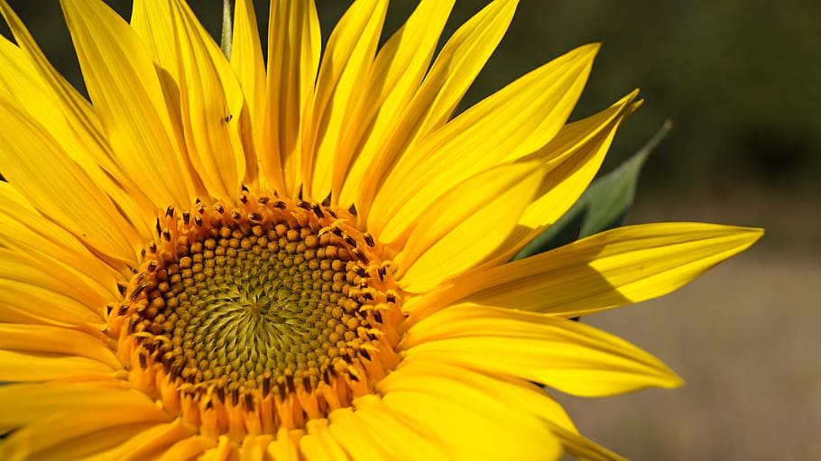 sunflower, summer, yellow, field, slovakia, flowering plant HD wallpaper