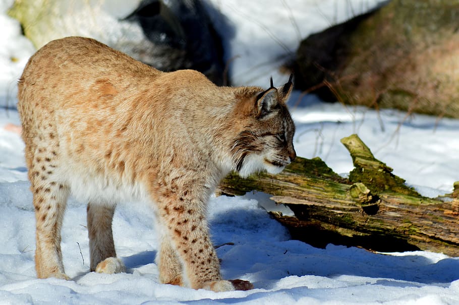 lynx, animals, cat, wild, mammal, animal themes, one animal HD wallpaper