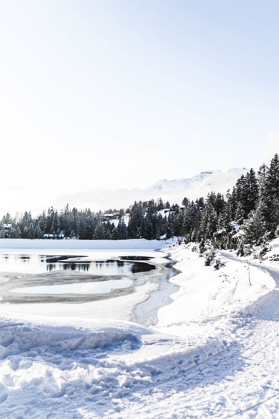 icy surface and pine tree, winter, cold temperature, snow, sky HD wallpaper