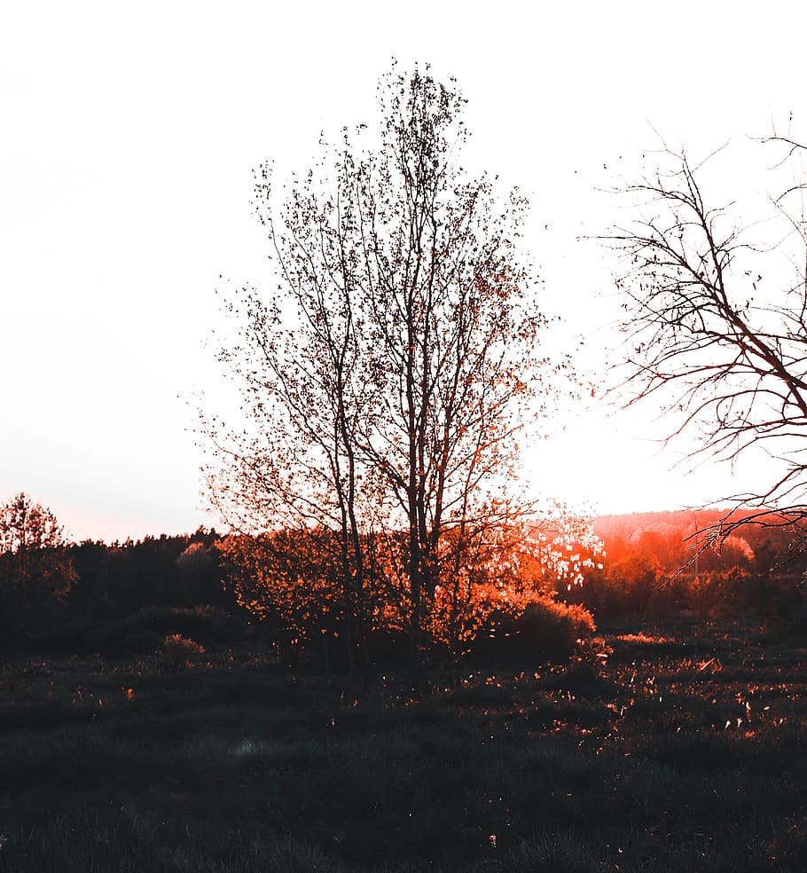 czechia, forrest, sunset, orange, trees, photo, vissual, like HD wallpaper