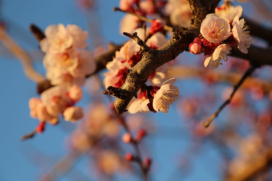 spring, apricot, flower, sky, bloom, garden, apricots, rosa HD wallpaper