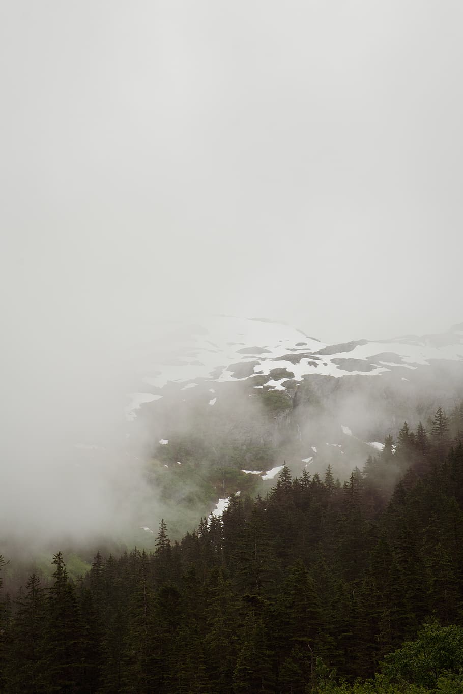 tree on high ground, nature, outdoors, weather, fog, plant, abies HD wallpaper