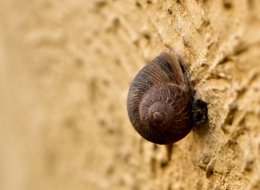 snail, wall, snails, shell, animals, structure, animal themes HD wallpaper