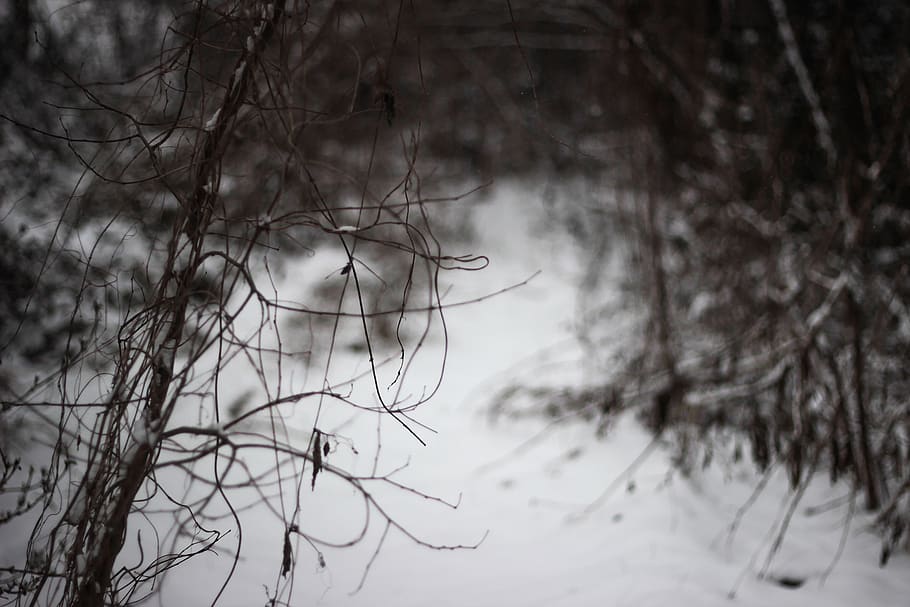 trees, forest, dark, winter, snow, cold, frozen, white, black HD wallpaper