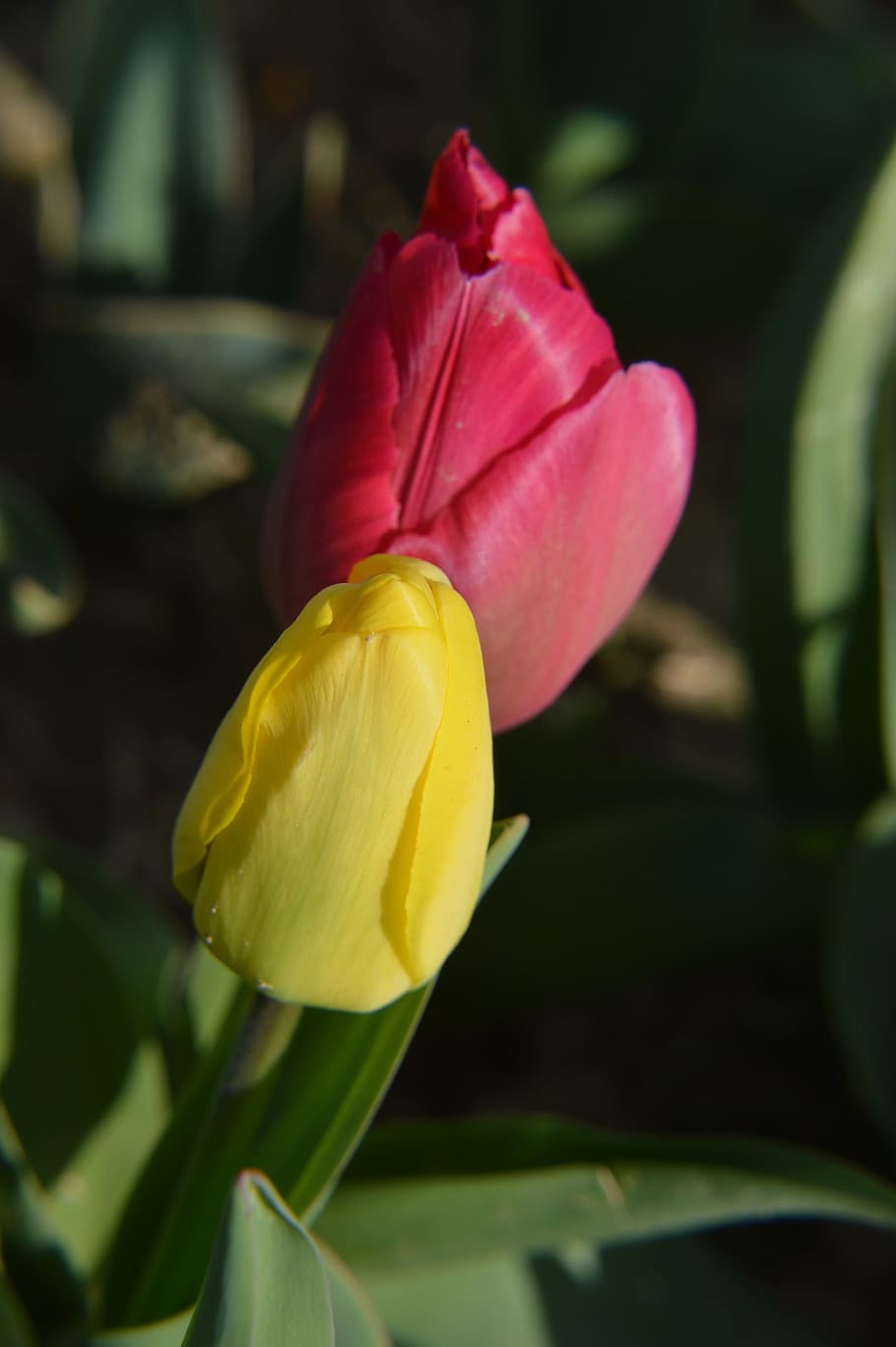 tulip, flower, flora, spring, garden, plants, yellow, red, colorful HD wallpaper