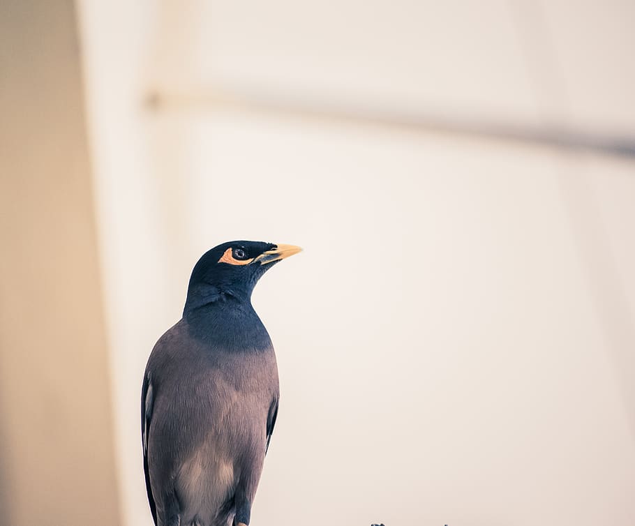 black and grey bird, one animal, vertebrate, animal wildlife HD wallpaper