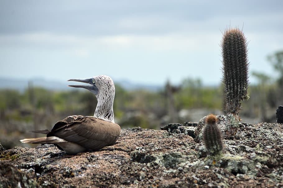 ave, galápagos, booby, blue-footed, sky, landscape, islands HD wallpaper