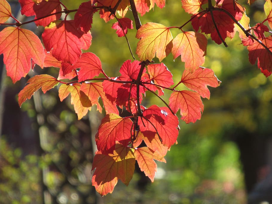 colors, fall, autumn, leaves, nature, colorful, bright, forest HD wallpaper