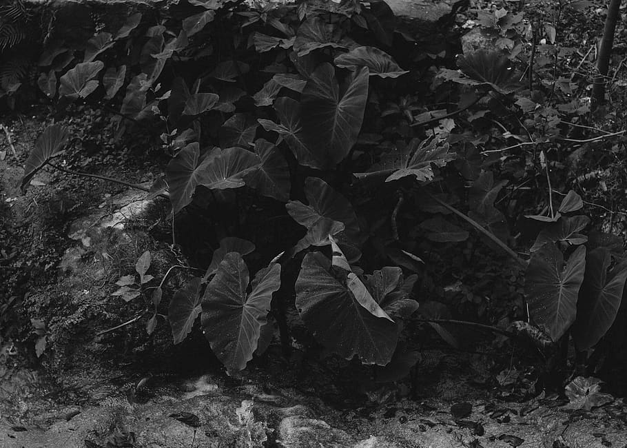 plants, wallpapper, trees, nature, blackandwhite, tropical HD wallpaper