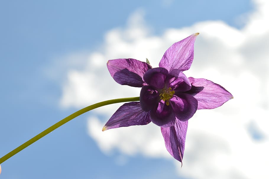 flower, summer, lilac, flowering plant, freshness, fragility HD wallpaper