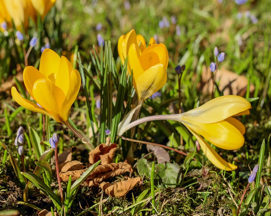 crocus, flower, blossom, bloom, yellow, plant, spring flower HD wallpaper
