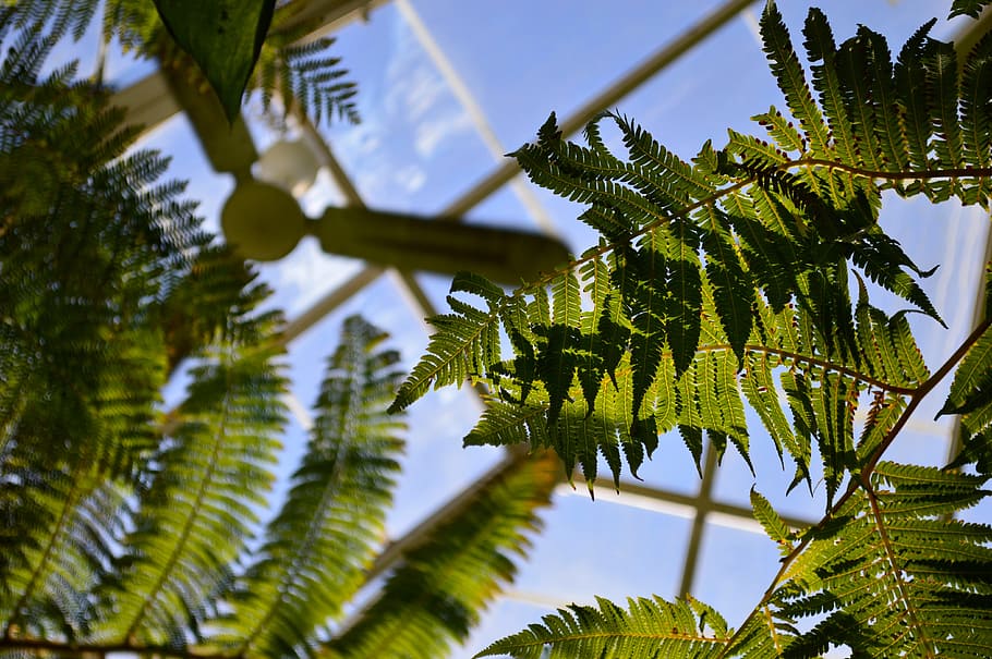 green, leaf, plant, nature, blue, sky, garden, tree, plant part HD wallpaper
