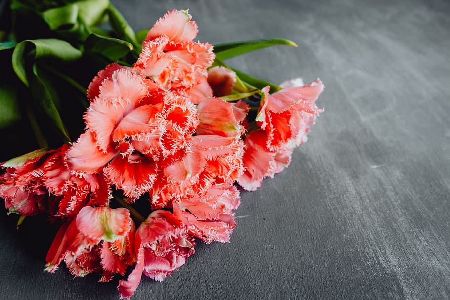 Colorful flowers on grey background with copy space, bloom, floral HD wallpaper