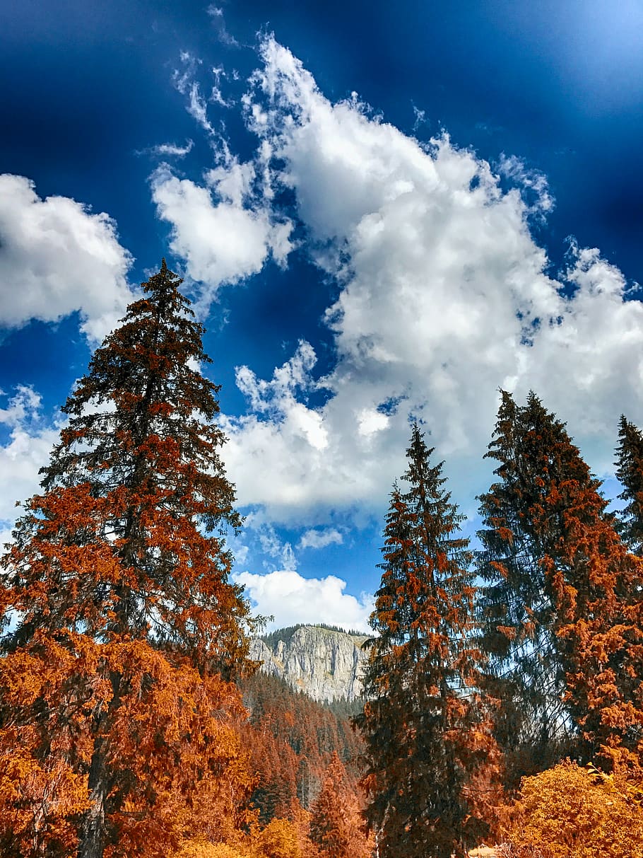 brown leather tree under blue sky, conifer, flora, plant, larch HD wallpaper