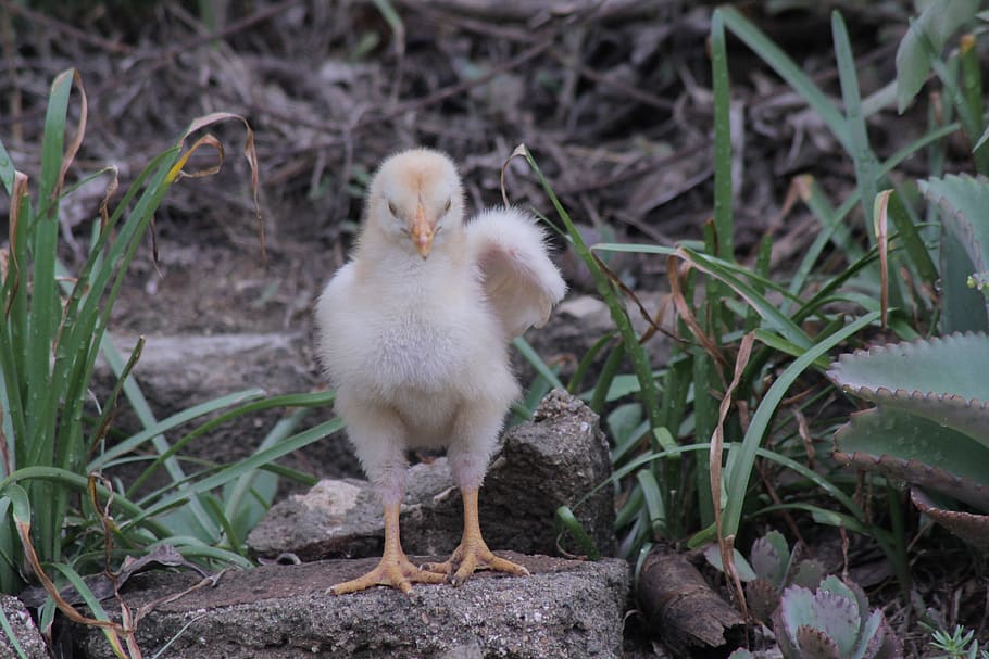 white chick on gray stone, chicken, cuba, poultry, animal, fowl HD wallpaper