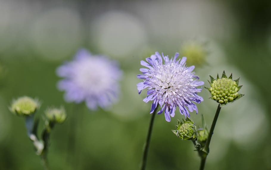 cornflower, green, flowering plant, freshness, fragility, vulnerability HD wallpaper