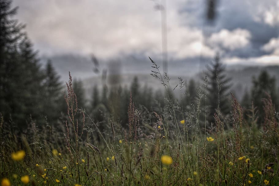 plant, growth, land, nature, no people, tree, cloud - sky, environment HD wallpaper