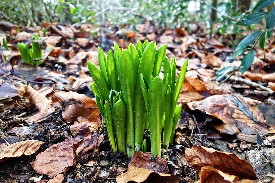 crocus, plant, leaf, flower, perennial, seasonal, january, plant part HD wallpaper