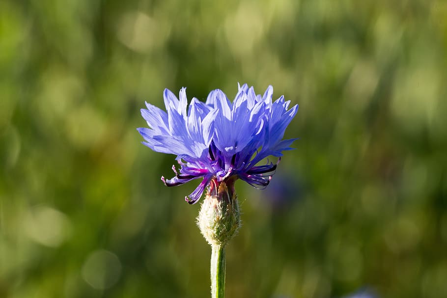 cornflower, nature, summer, blossom, bloom, petal, flowering plant HD wallpaper