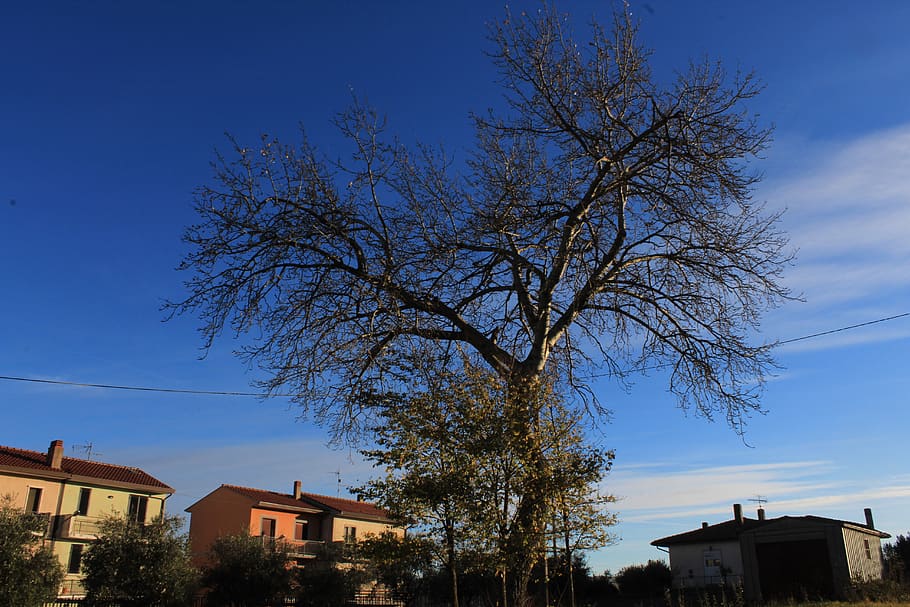 torella dei lombardi, una quercia nel cielo, tree, blue sky, HD wallpaper