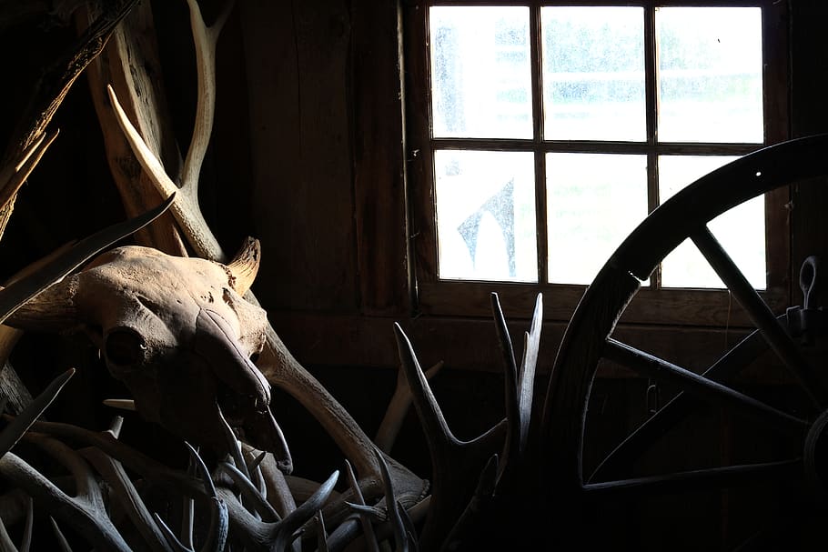 window, skull, steer, cow, horns, antlers, wheel, wagon, barn HD wallpaper