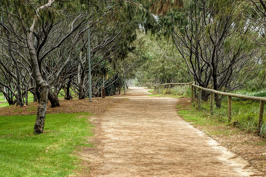 landscape, nature, trees, road, plant, the way forward, direction HD wallpaper