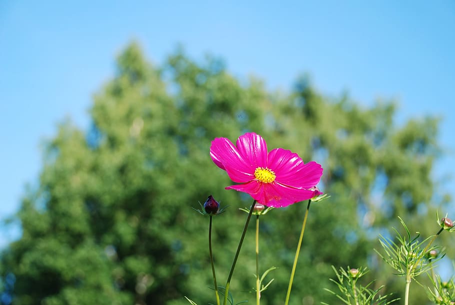 Pink and Yellow Flower, bloom, blossom, buds, flora, macro, nature HD wallpaper