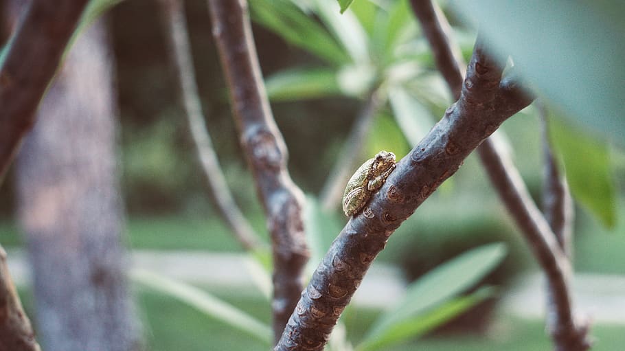 brown frog, animal, wildlife, amphibian, reptile, tree frog, snake HD wallpaper