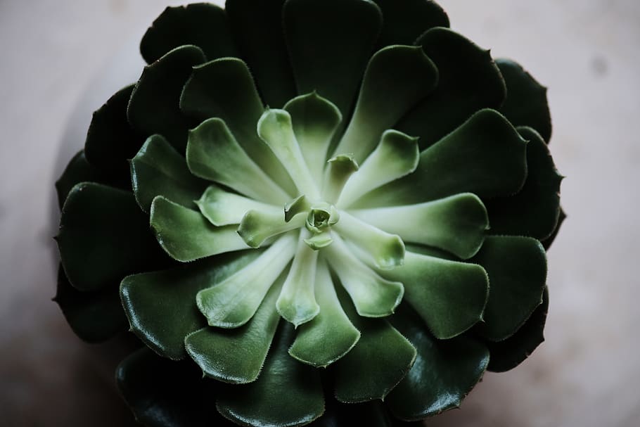 green leafed plant, close-up, beauty in nature, flower, succulent plant HD wallpaper