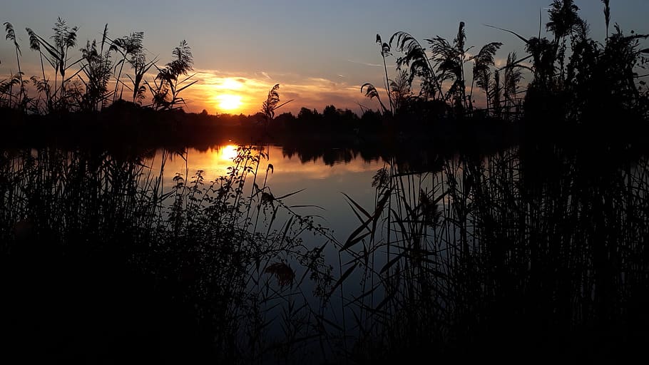 lake, peace, nature, sunset, relax, reed, calm, in the evening HD wallpaper