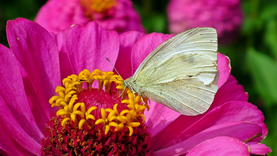 butterfly, insect, nature, macro, wings, summer, flower, zinnia HD wallpaper