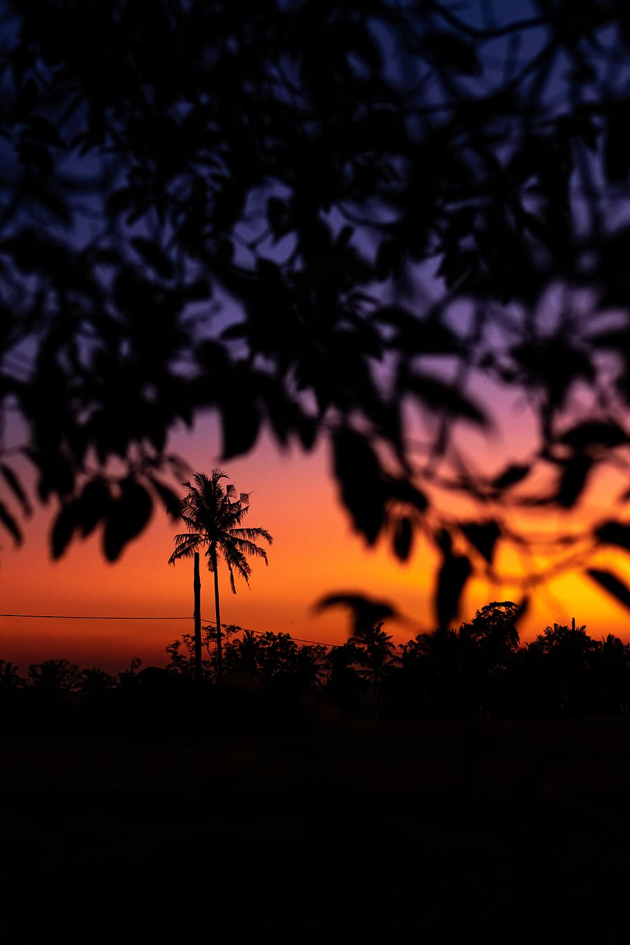 Silhouette of Tree during Golden Hour, background, backlit, bali HD wallpaper