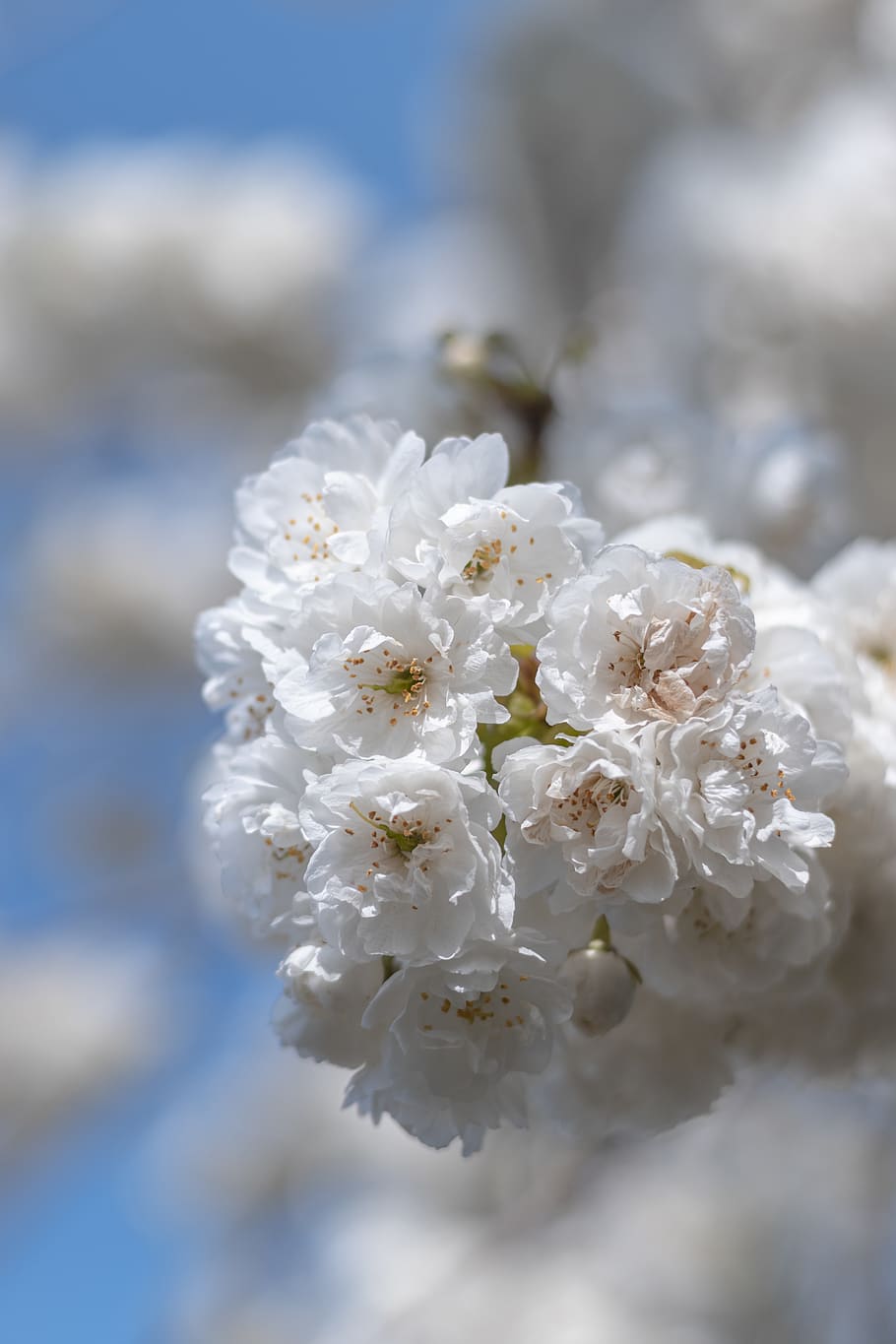 white petaled flower, plant, blossom, cherry blossom, geranium HD wallpaper