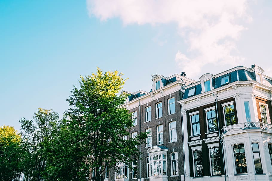 amsterdam, netherlands, tree, trees, city, wallpaper, sky, high HD wallpaper
