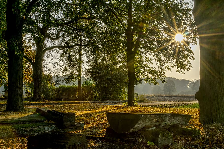 forest, sun, backlighting, sunset, dazzling star, trees, autumn HD wallpaper