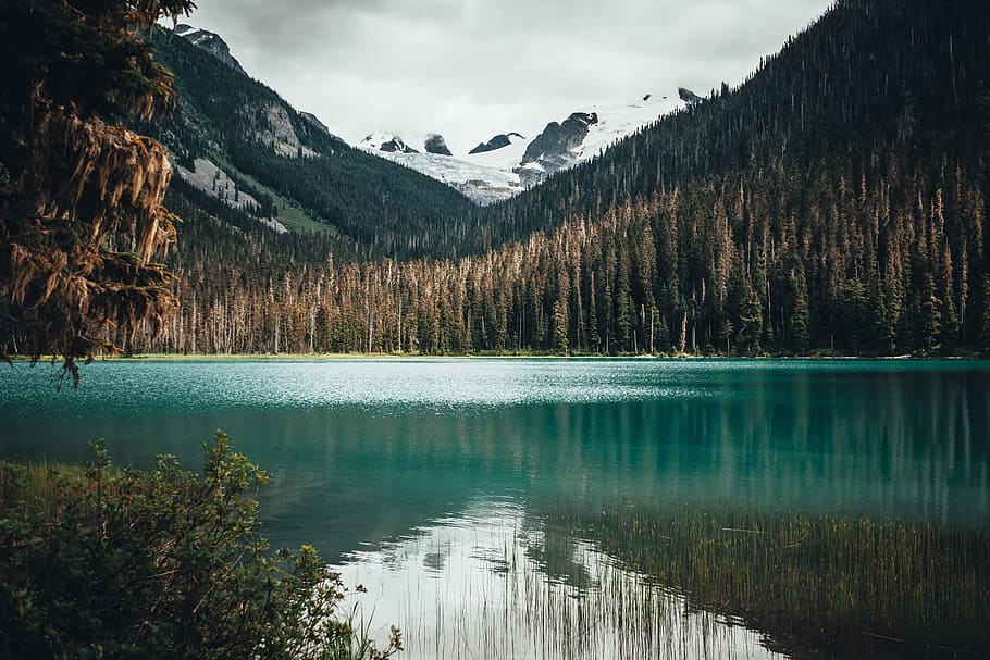 scenery of body of water near a forest, mountain, tree, woodland HD wallpaper