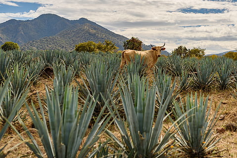 mexico, tequila, field, mountain, cloud, agave, clouds, desert HD wallpaper