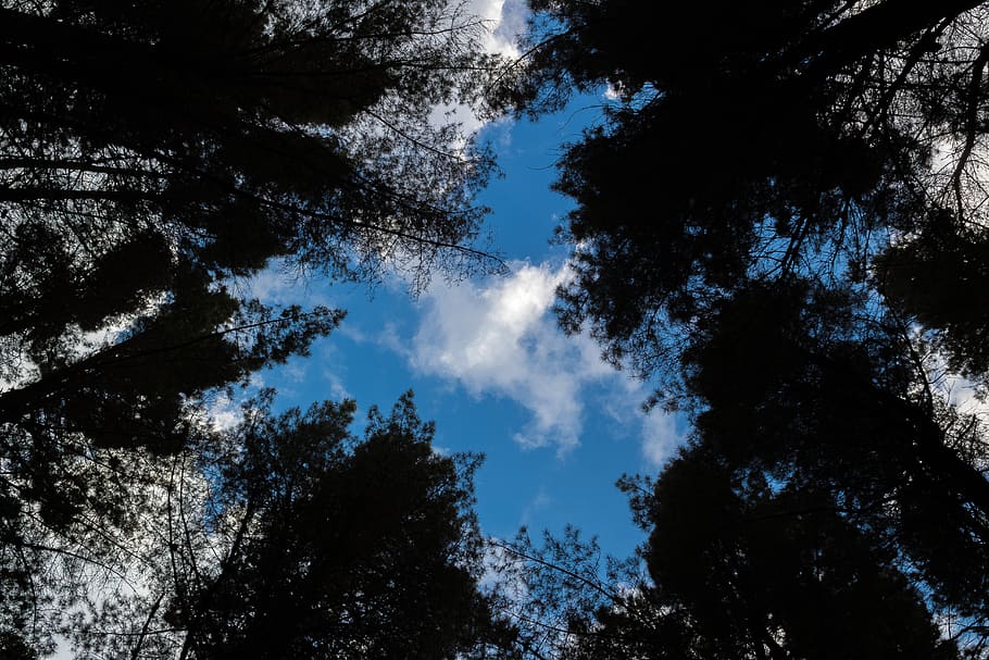 trees, sky, clouds, looking up, forest, plant, low angle view HD wallpaper