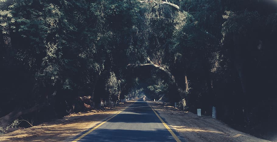Photo of Asphalt Road Between Trees, daylight, environment, forest HD wallpaper