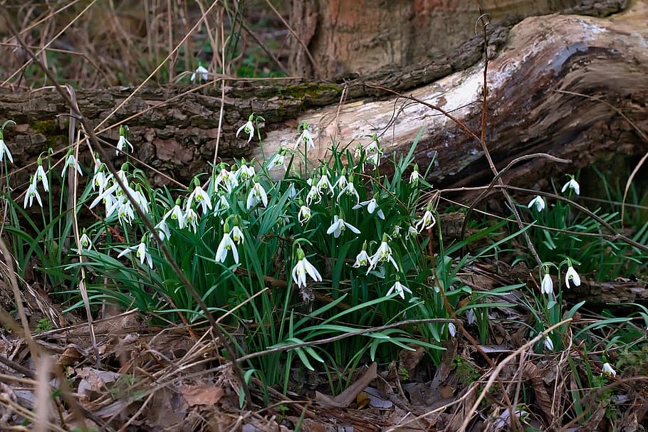 forest, spring, snowdrop, natural, flower, early bloomer, zwiebelpflanze HD wallpaper