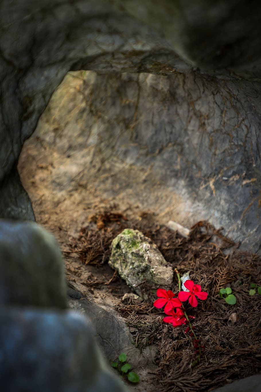 vietnam, hanoi, flower, flowers, stone, rock, cave, hidden