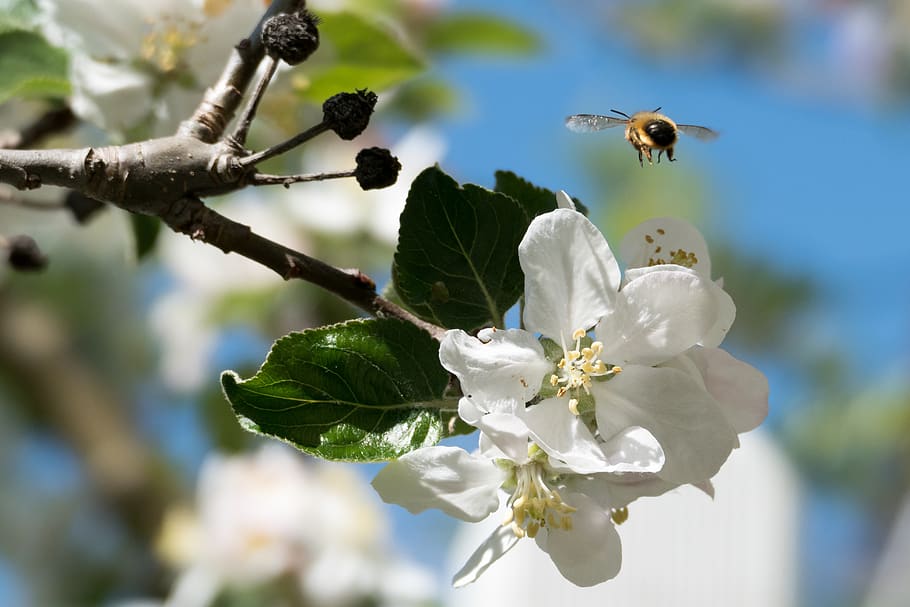 bee, blossom, bloom, insect, flower, plant, sprinkle, garden HD wallpaper