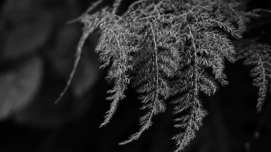 jamaica, montego bay, nature, fern, plant, black and white, HD wallpaper